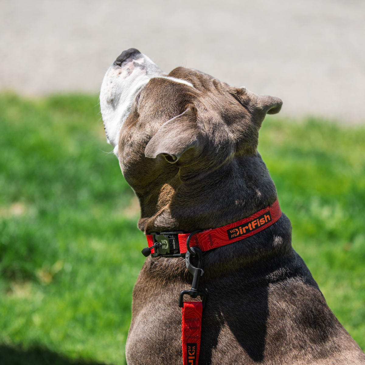 Dog Collar