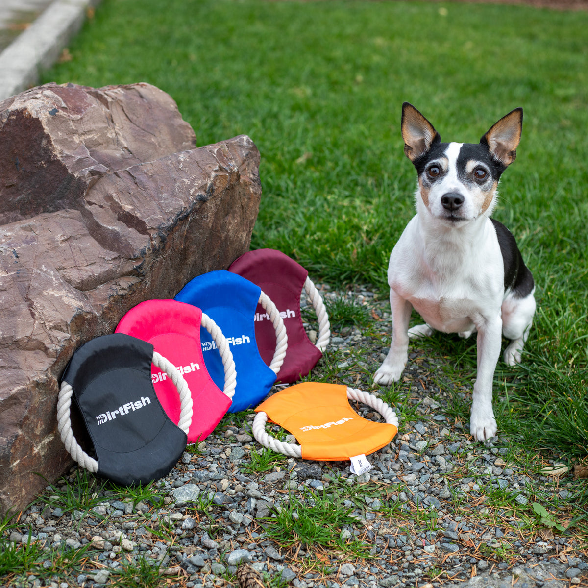 Dog Toy