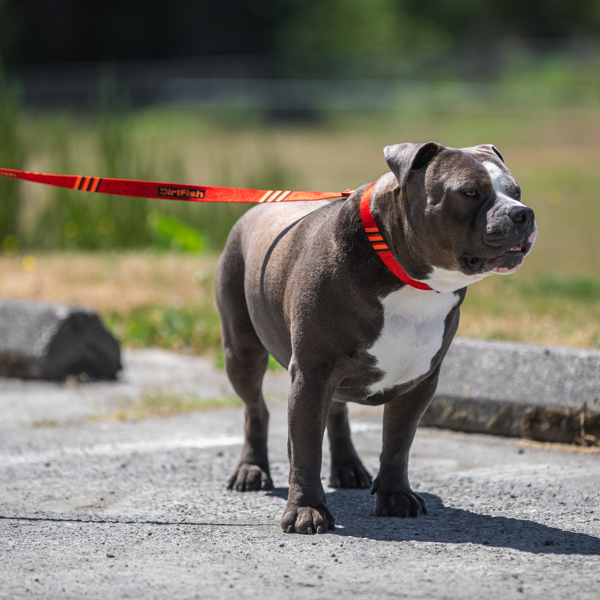 Dog Leash