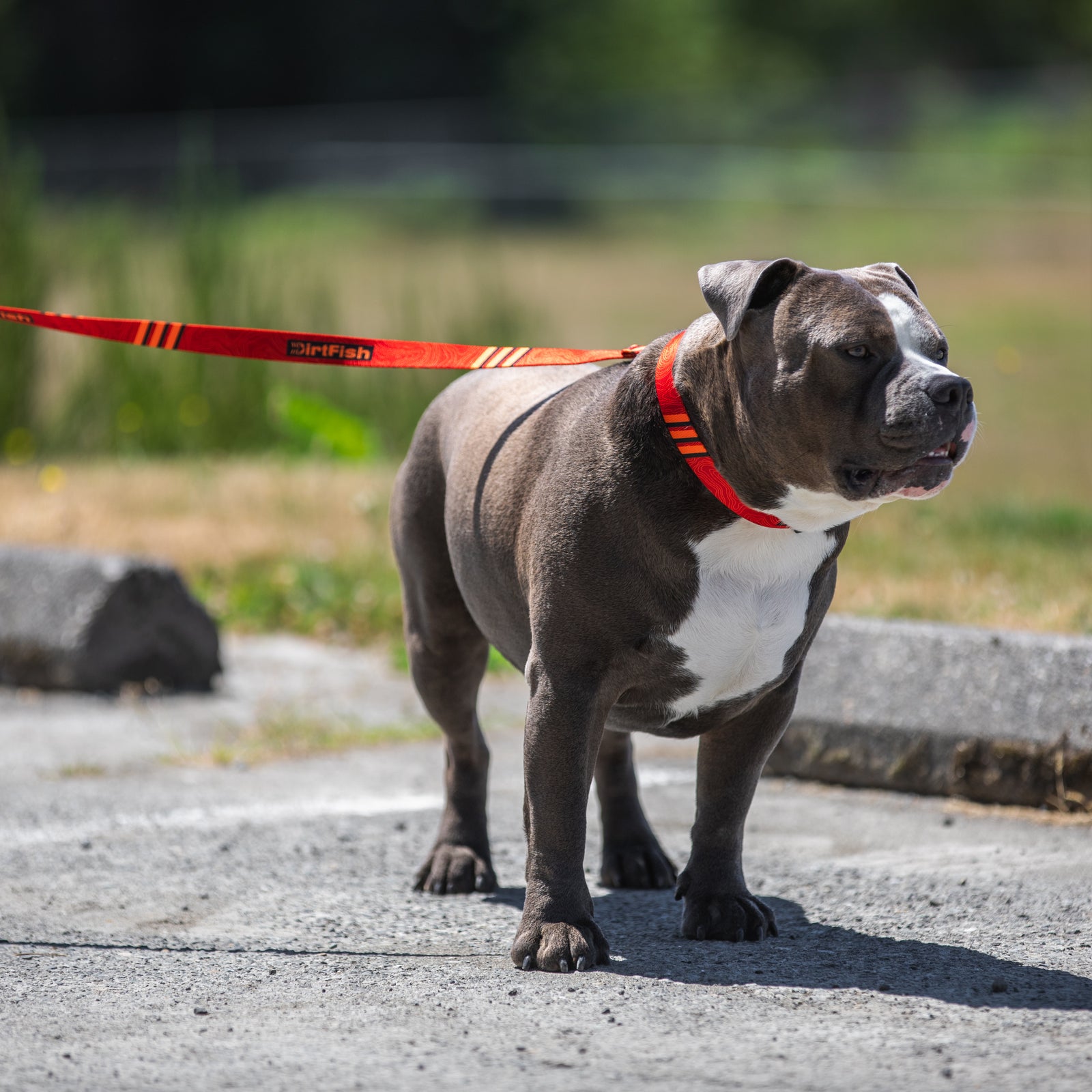Dog Leash